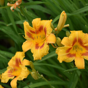 Black Eyed Stella Daylily flowers