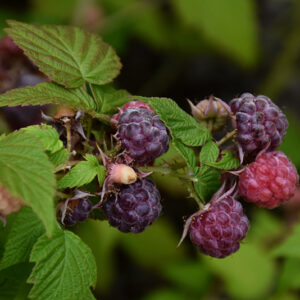 Jewel Black Raspberry fruit