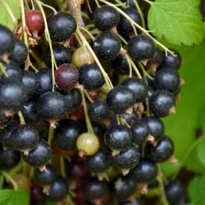 Ben Nevis Black Currant fruit