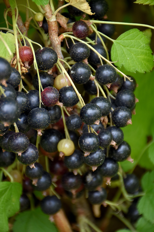 Ben Nevis Black Currant fruit