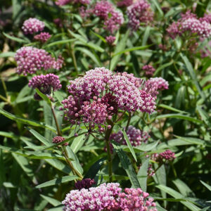 Cinderella Milkweed flowers