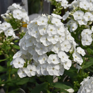 Luminary&trade; Backlight Garden Phlox flowers