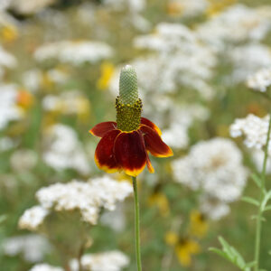 Red Midget Mexican Hat flowers
