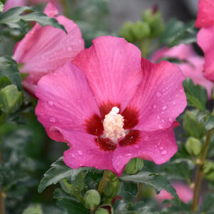 Paraplu Rouge&trade; Rose of Sharon flowers