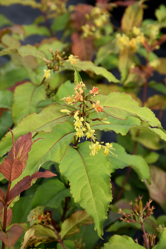 Kodiak Fresh® Diervilla flowers