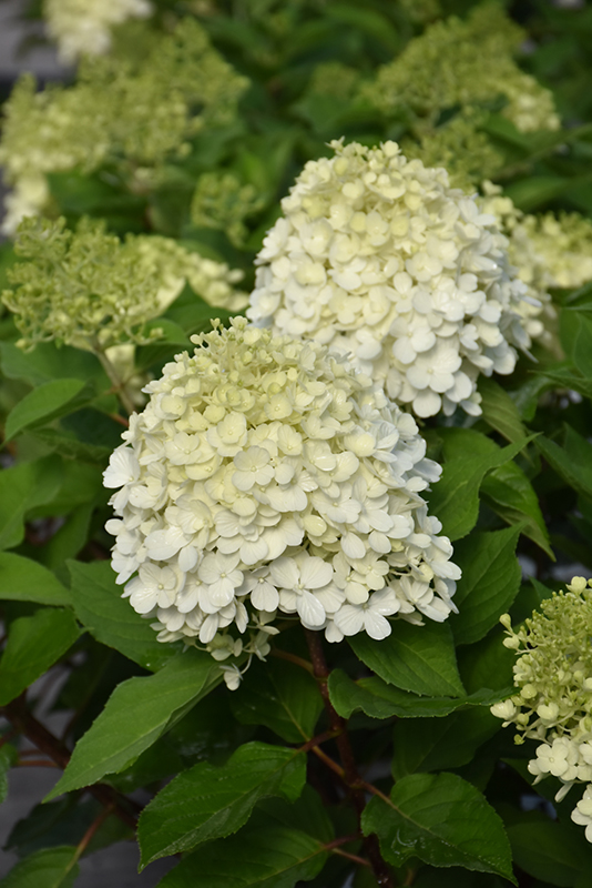 Little Lime Punch® Hydrangea flowers