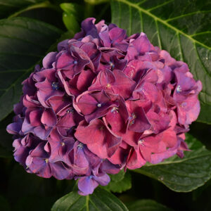 Wee Bit Grumpy&reg; Hydrangea flowers