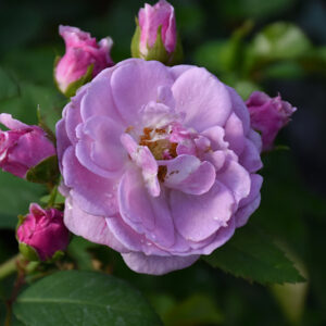 Rise Up Lilac Days&reg; Rose flowers