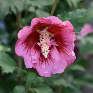 Red Pillar&reg; Rose of Sharon flowers