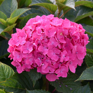 Let's Dance Loveable&reg; Hydrangea flowers