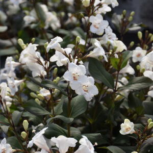 Wine & Spirits&reg; Weigela flowers