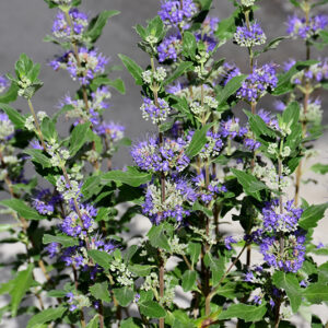 Beyond Midnight&reg; Caryopteris flowers