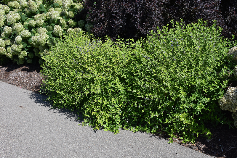 Sunshine Blue® II Caryopteris in bloom