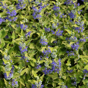 Sunshine Blue&reg; II Caryopteris flowers