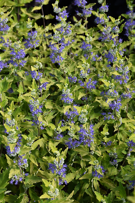 Sunshine Blue® II Caryopteris flowers
