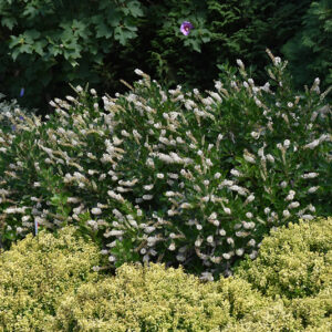 Vanilla Spice&reg; Summersweet in bloom