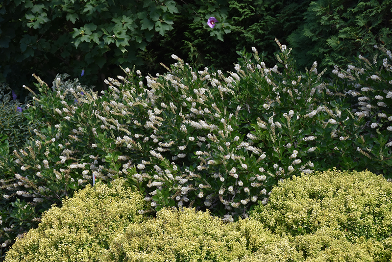 Vanilla Spice® Summersweet in bloom