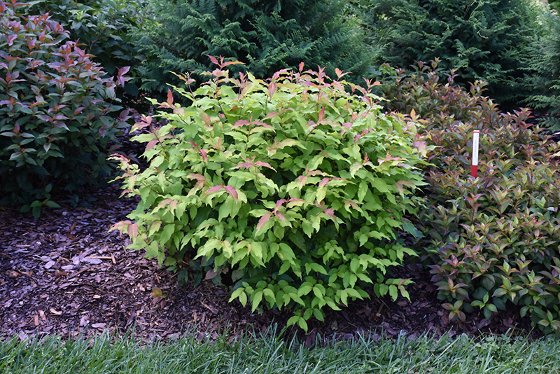 Kodiak Fresh® Diervilla