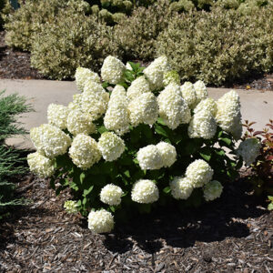 Little Lime Punch&reg; Hydrangea in bloom