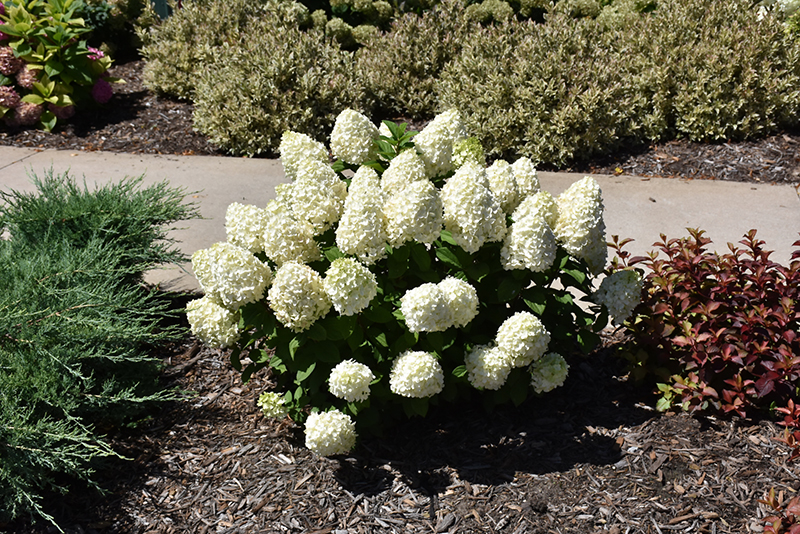 Little Lime Punch® Hydrangea in bloom