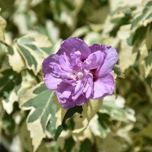 Sugar Tip&reg; Gold Rose of Sharon flowers