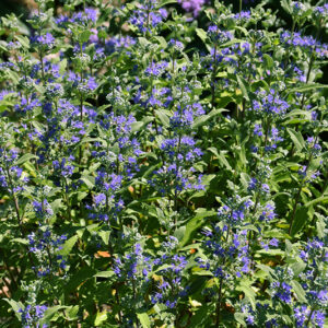 Beekeeper&trade; Caryopteris flowers