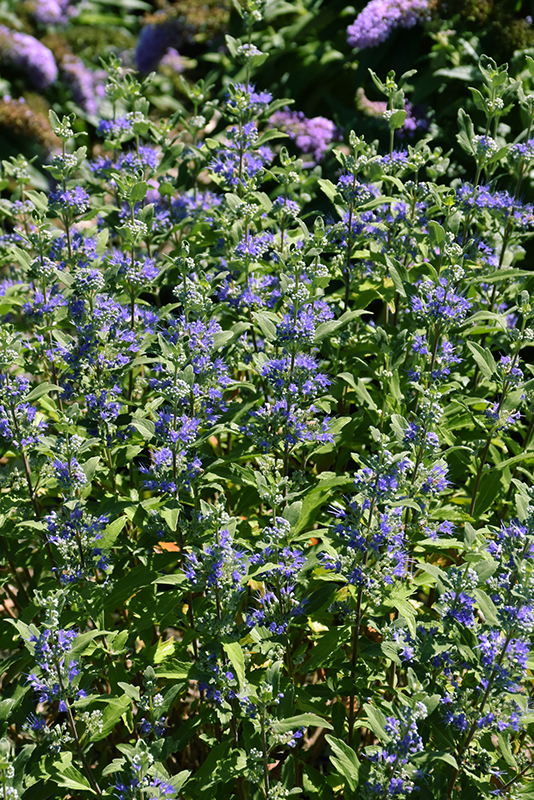 Beekeeper™ Caryopteris flowers
