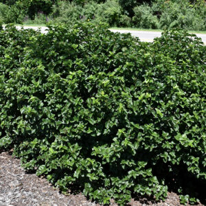 Glitters & Glows&reg; Viburnum