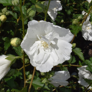 White Pillar&reg; Rose of Sharon flowers
