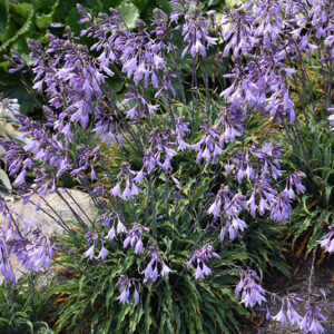 Silly String Hosta in bloom