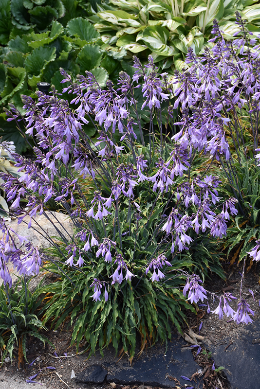 Silly String Hosta in bloom