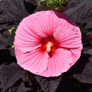 Summerific&reg; Edge of Night Hibiscus flowers