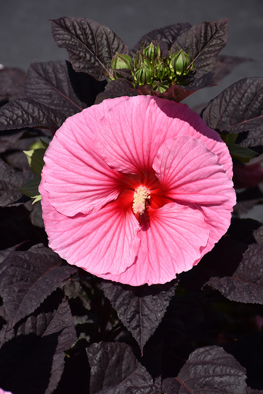 Summerific® Edge of Night Hibiscus flowers