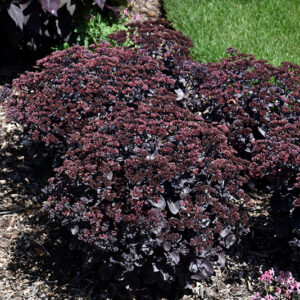Rock 'N Grow&reg; Back in Black Stonecrop in bloom