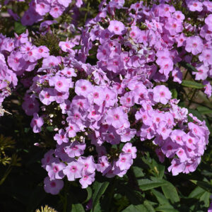 Luminary&trade; Opalescence Garden Phlox flowers
