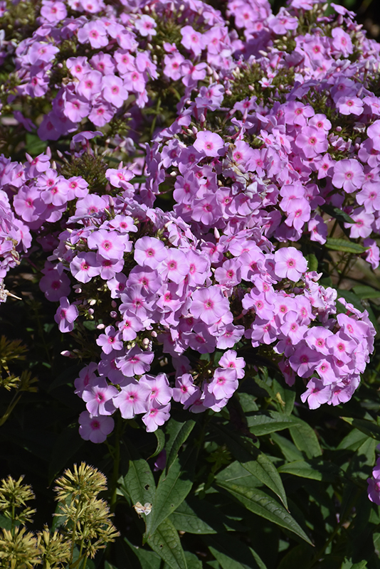 Luminary™ Opalescence Garden Phlox flowers