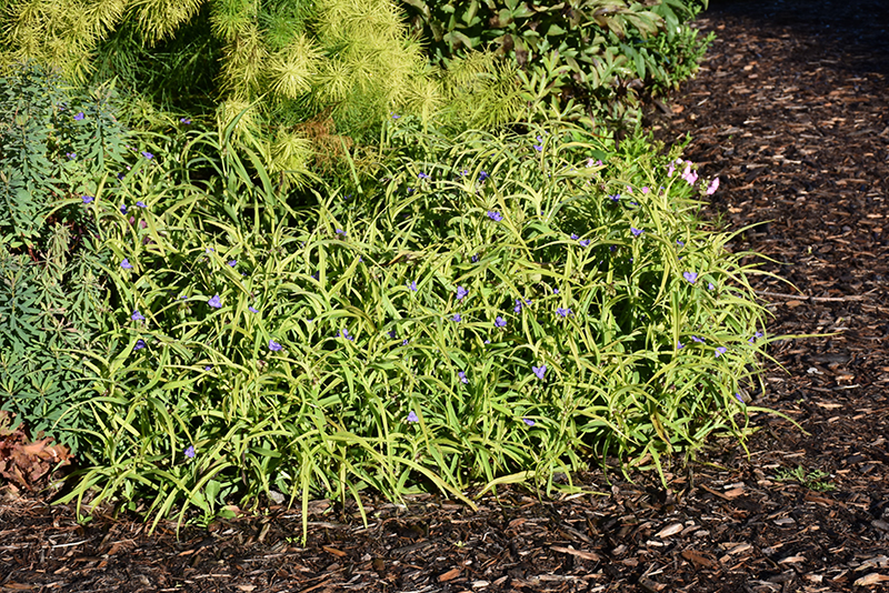 Charlotte's Web Spiderwort in bloom