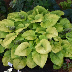 Shadowland® Coast to Coast Hosta