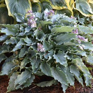 Shadowland&reg; Waterslide Hosta