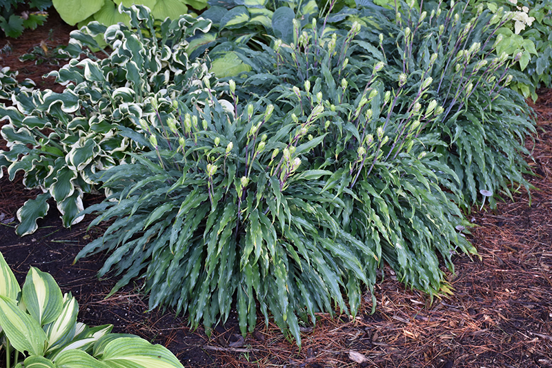 Silly String Hosta