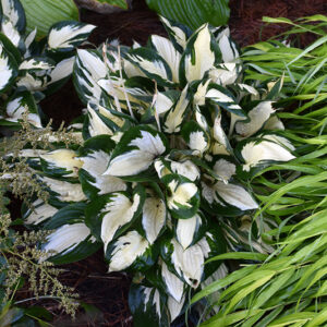 Fire and Ice Hosta