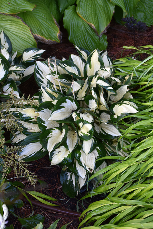 Fire and Ice Hosta