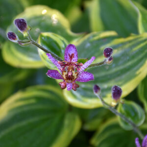 Autumn Glow Toad Lily flowers