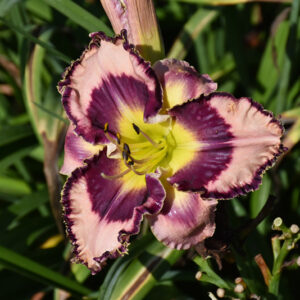 Rainbow Rhythm® Sound of My Heart Daylily flowers