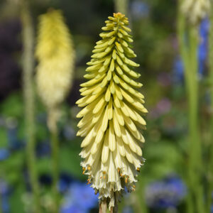 Pyromania&reg; Flashpoint Torchlily flowers