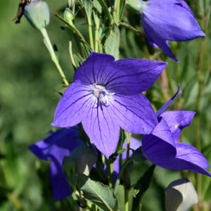 Fuji Blue Balloon Flower flowers