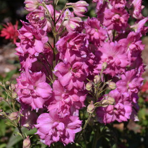 Pink Punch Larkspur flowers