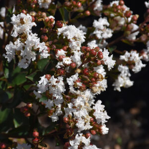 Barista® Like a Latte Crapemyrtle flowers