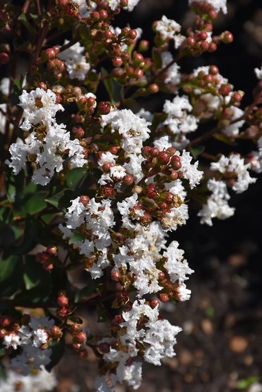Barista® Like a Latte Crapemyrtle flowers