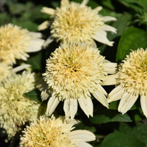 Double Coded&reg; Butter Pecan Coneflower flowers